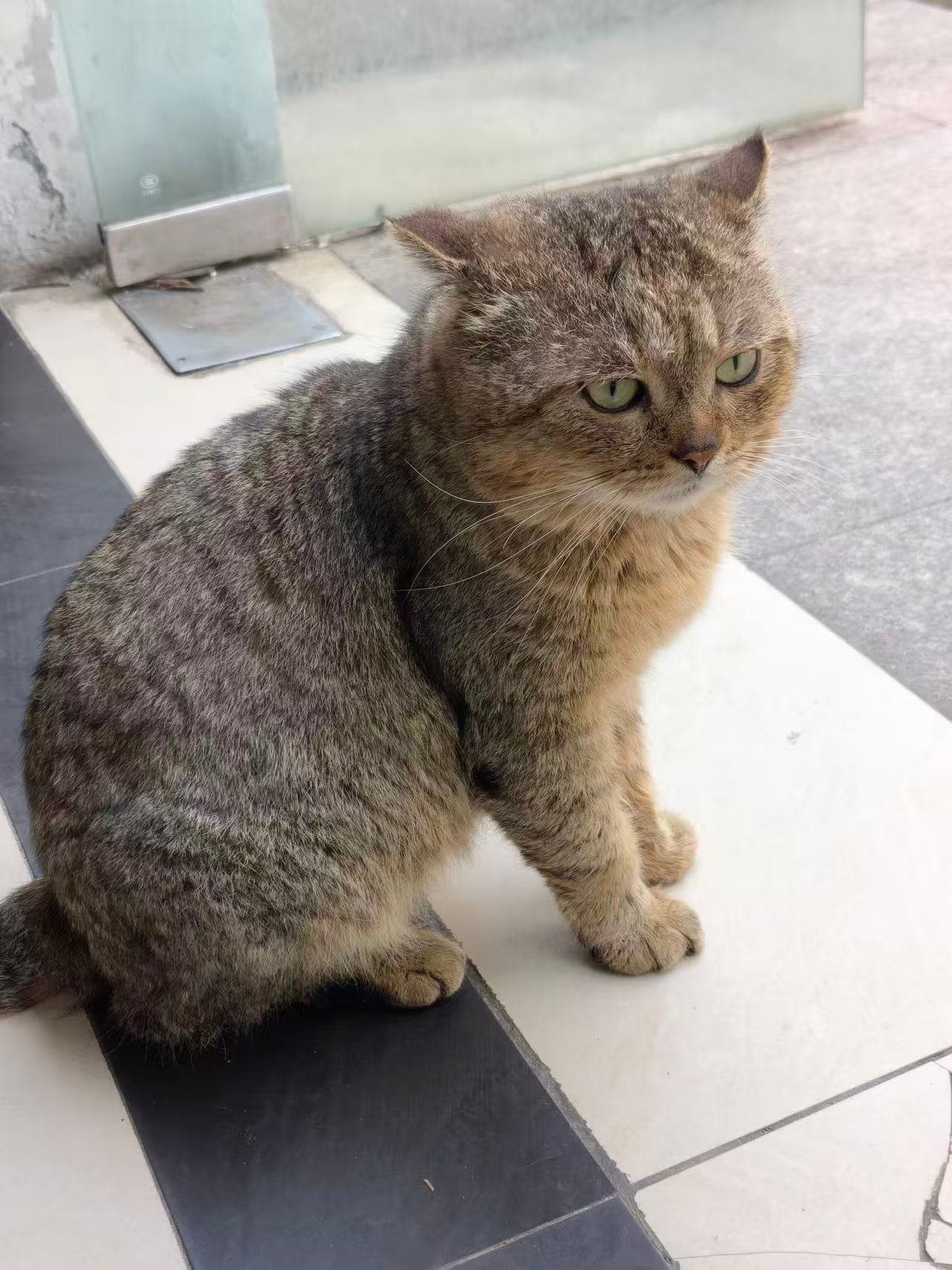 小虎