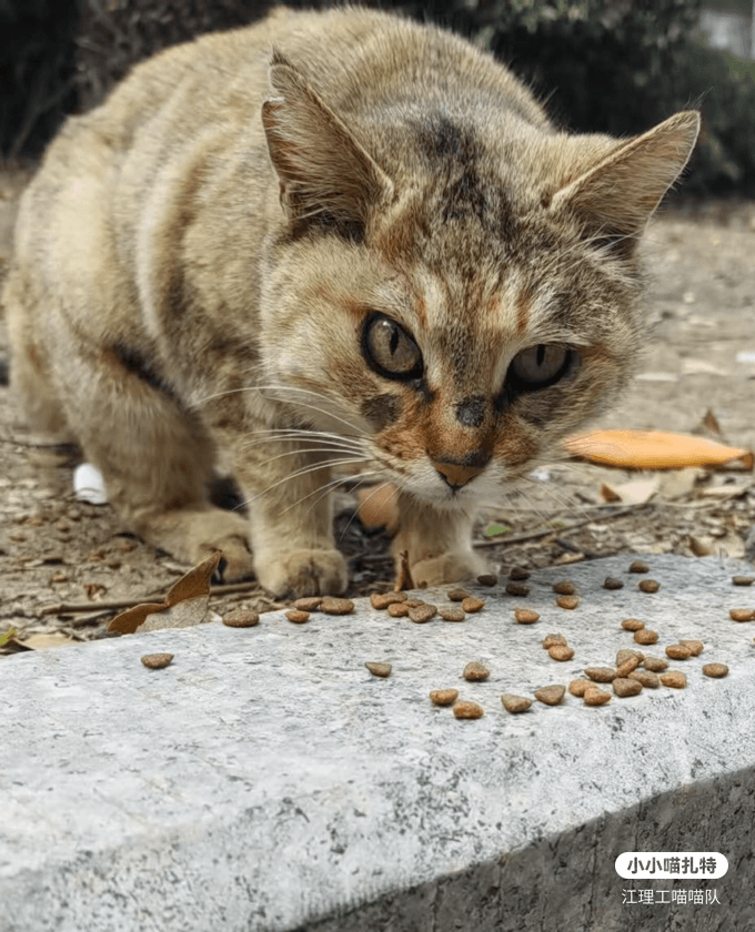 吊眼母猫
