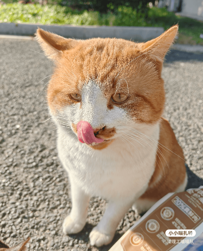 黄嘴套
